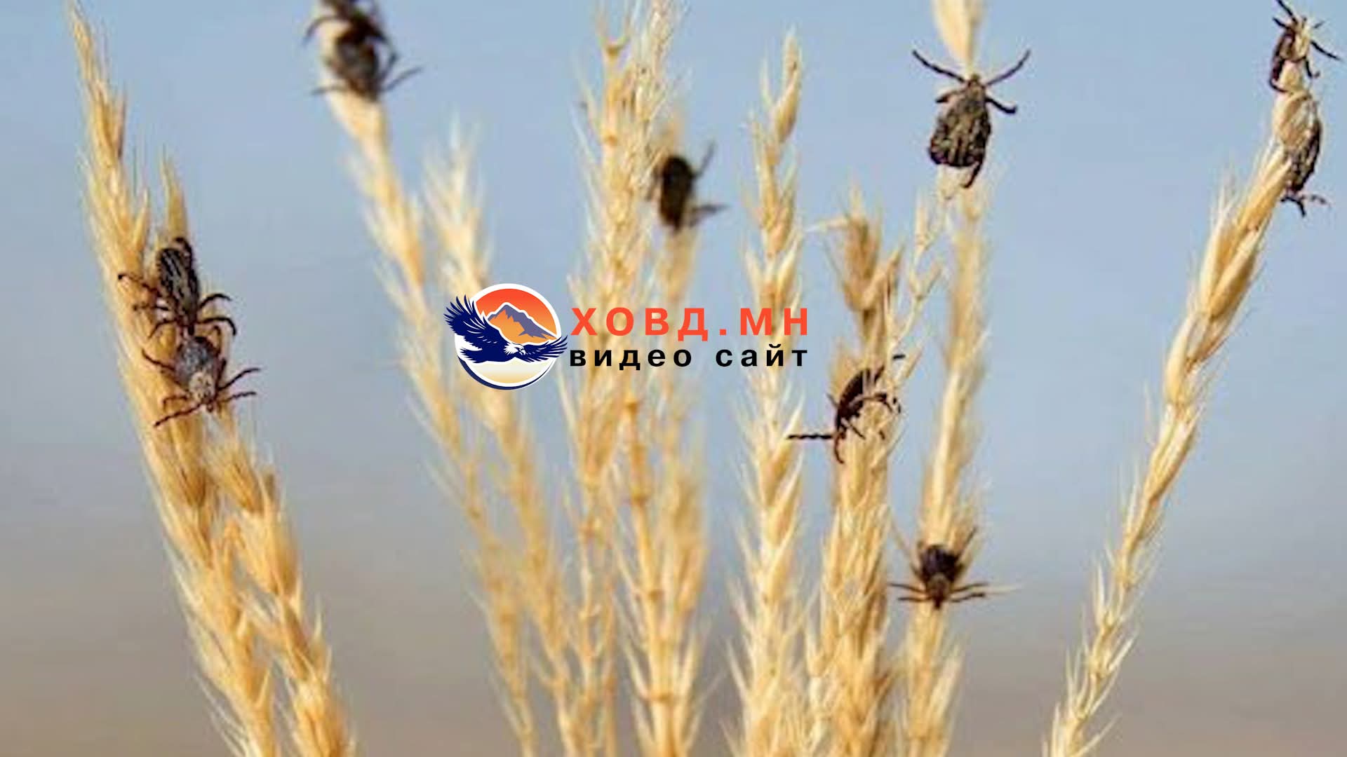 Хачигт халдвараас урьдчилан сэргийлцгээе